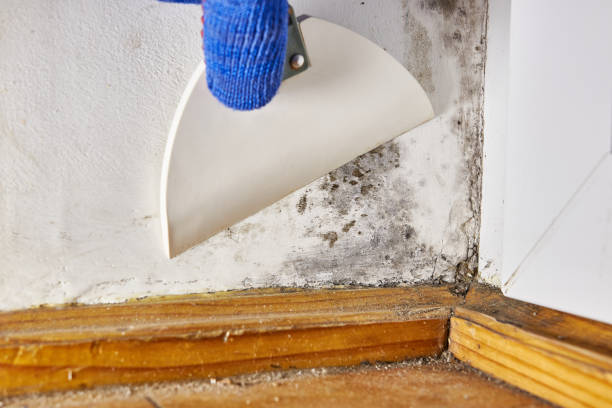 Best Mold Odor Removal Services  in Neah Bay, WA